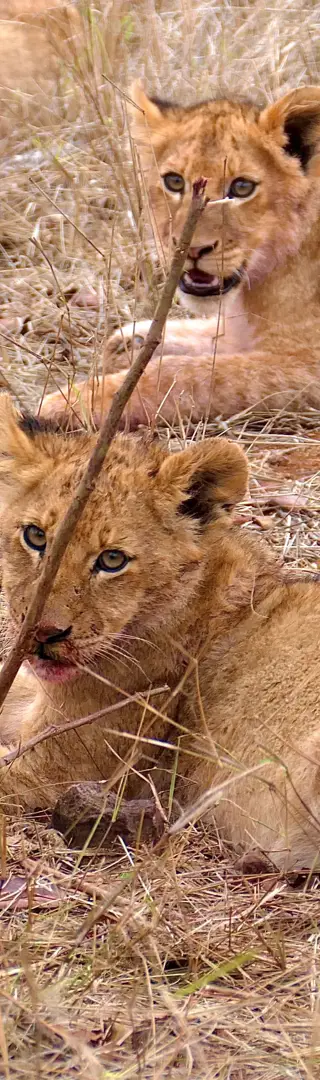 Big Five Safari im privaten Wildreservat